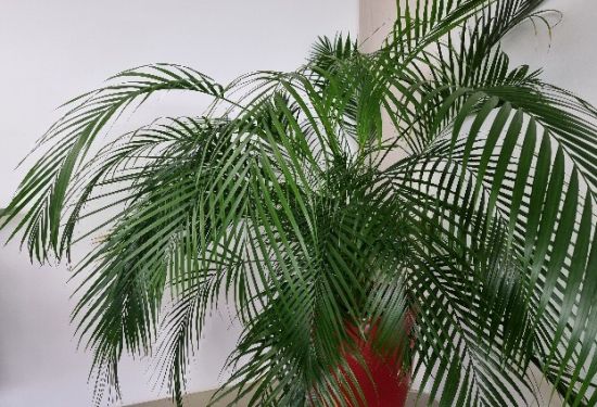 Ein Schwarm mit gleichen Zielen und Idealen und nicht nur mit einem grünen Daumen